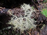 Usnea cornuta image