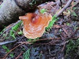 Royoporus badius image