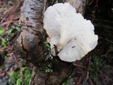 Royoporus badius image