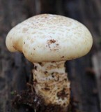Neolentinus lepideus image