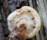 Neolentinus lepideus image