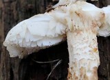 Neolentinus lepideus image