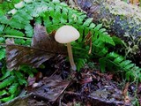 Entoloma strictius image