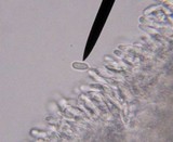Neolentinus lepideus image