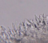 Neolentinus lepideus image