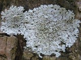 Physcia clementei image