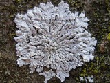 Physcia clementei image