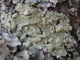 Flavoparmelia soredians image