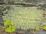 Pyrrhospora quernea image