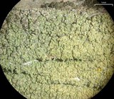 Pyrrhospora quernea image