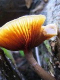 Kuehneromyces lignicola image