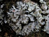 Phaeophyscia hispidula image
