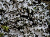 Phaeophyscia hispidula image
