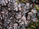 Phaeophyscia hispidula image