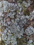 Phaeophyscia hispidula image