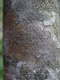 Pyrenula chlorospila image