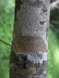 Pyrenula chlorospila image
