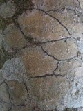 Pyrenula chlorospila image