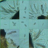 Pyrenula chlorospila image