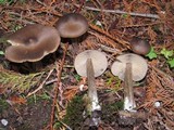 Entoloma vernum image