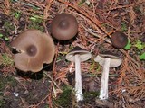 Entoloma vernum image