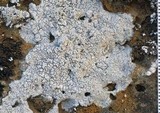 Pertusaria corallina image