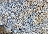 Pertusaria corallina image