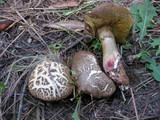 Boletus chrysenteron image