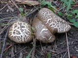Boletus chrysenteron image