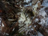 Amphinema byssoides image