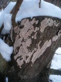 Corticium roseum image