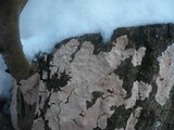 Corticium roseum image