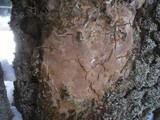 Fomitiporia punctata image