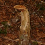 Tapinella atrotomentosa image