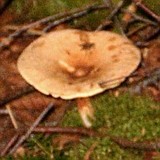Tapinella atrotomentosa image