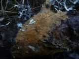 Tomentella badia image
