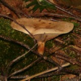 Tapinella atrotomentosa image