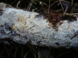 Vararia ochroleuca image