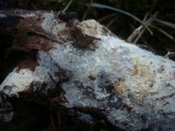 Vararia ochroleuca image