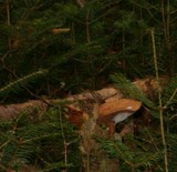 Tapinella atrotomentosa image