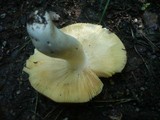 Russula carpini image