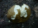 Russula carpini image