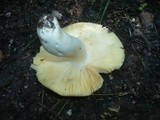 Russula carpini image