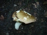 Russula carpini image