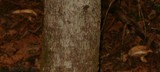 Tapinella atrotomentosa image