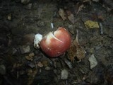 Russula melzeri image