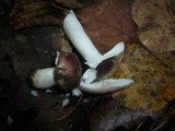 Russula clariana image