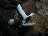 Russula clariana image