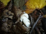 Russula clariana image