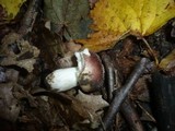Russula clariana image